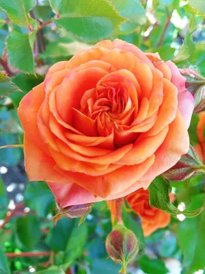Красивая роза Келли