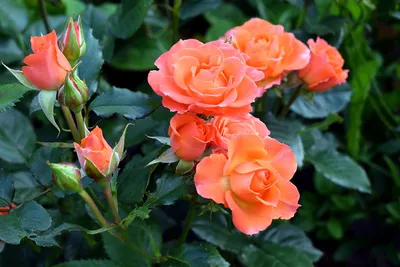 Фото розы Келли в формате webp для скачивания