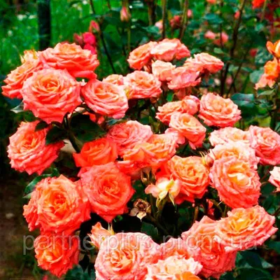 Уникальная роза Келли - фото