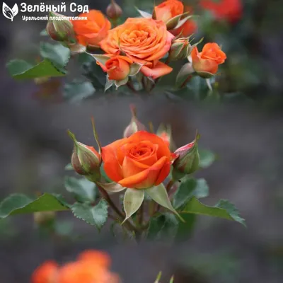 Роза Келли в разных размерах