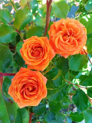 Фото розы Келли в формате png