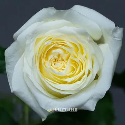 Роза кэндллайт - фотография высокого качества