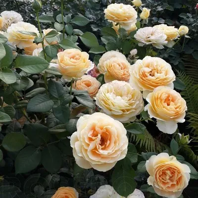 Украшение сада: Роза кэндллайт во всей своей красе