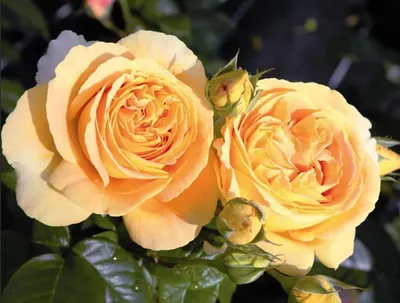 Природное чудо: Роза кэндллайт на странице с фотографиями