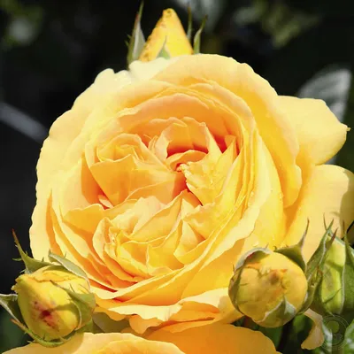 Роза кэндллайт: перенеситесь в мир цветов и ароматов