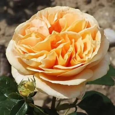 Гармония природы: Роза кэндллайт на странице изображений
