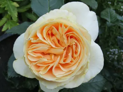 Прикоснитесь к эстетике: Роза кэндллайт в разных форматах