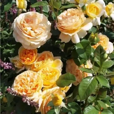 Уникальная по своей красоте: Роза кэндллайт на снимках