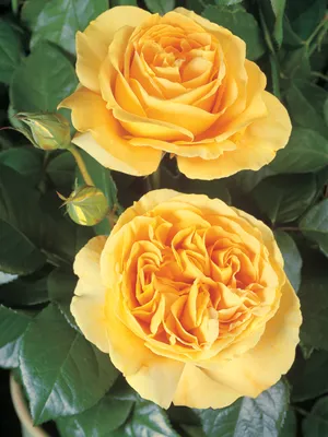 Идеальная гармония цветов: Роза кэндллайт на странице изображений
