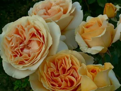 Роза кэндллайт - воплощение прекрасного на фото