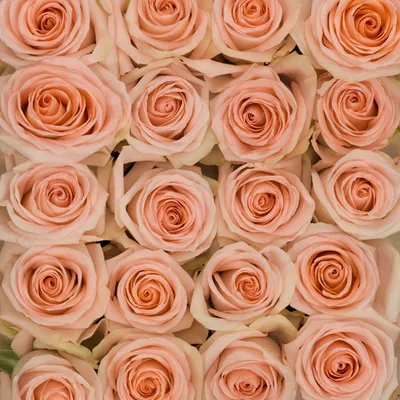 Когда цветы рассказывают историю: Роза кэндллайт на фото