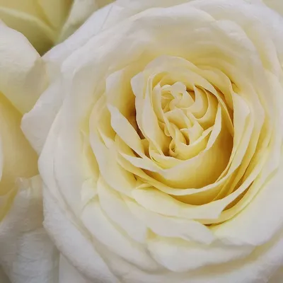 Природное совершенство: Роза кэндллайт в разных размерах