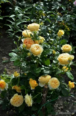 Волшебство природы: Роза кэндллайт в разных размерах