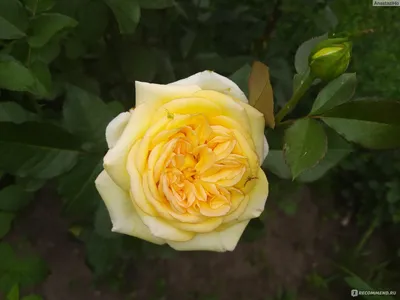 Роза кэндллайт: красота, доступная для фотографии