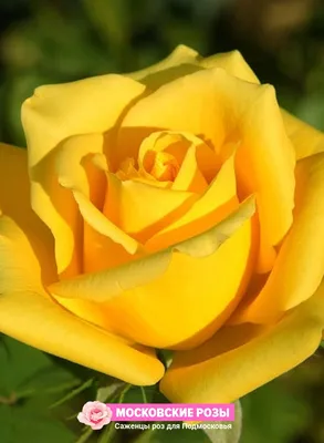 Красочная фотка розы керн для использования