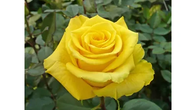 Красивая роза керн на фотографии