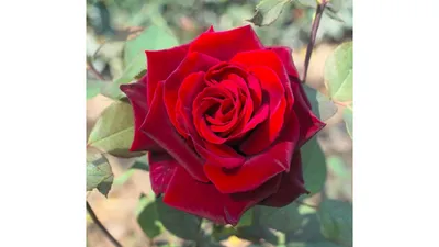 Прекрасная картинка розы керн для использования