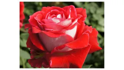 Фото розы керн с опцией выбора формата