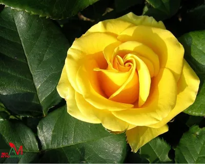 Удивительное изображение розы керн для загрузки
