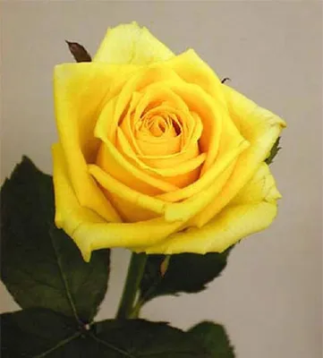 Красивое фото розы керн в различных форматах