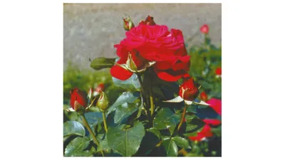 Изображение розы керн в формате png для скачивания
