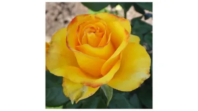 Впечатляющая фотография розы керн