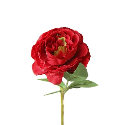 Фото розы керн с опцией скачивания в webp