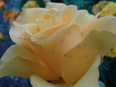 Загадочное изображение розы керн на фото