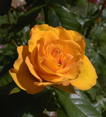 Уникальная картинка розы керн для просмотра