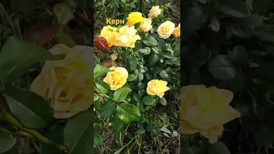 Фото розы керн с опцией выбора формата и размера