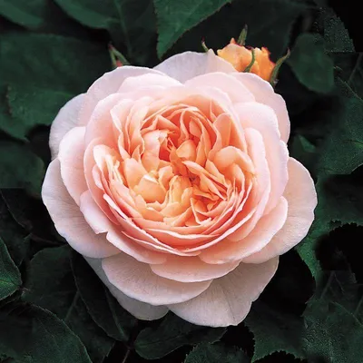 Красочная фотография розы керн в высоком разрешении