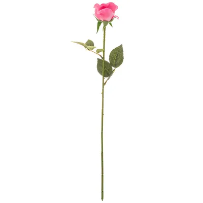 Фото розы керн в формате jpg для любого использования