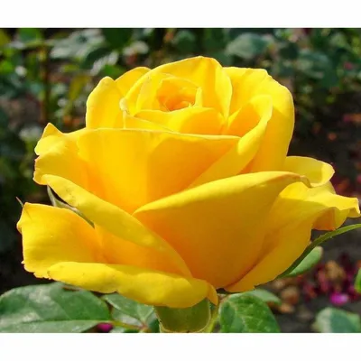 Фото розы керн с выбором размера и формата