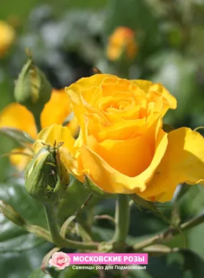 Уникальное изображение розы керн для скачивания