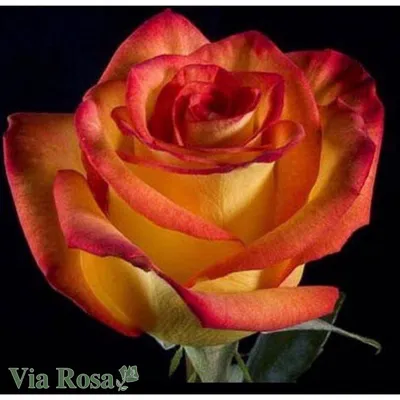 Фото розы хай меджик в разных форматах: jpg, png, webp