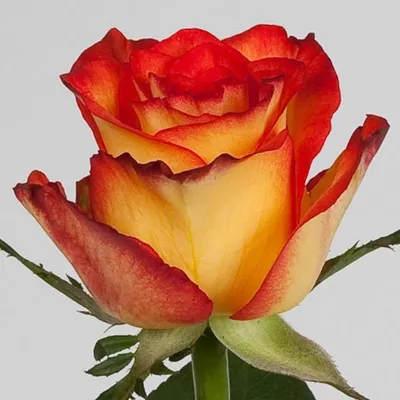 Картинка розы хай меджик: доступные размеры для скачивания