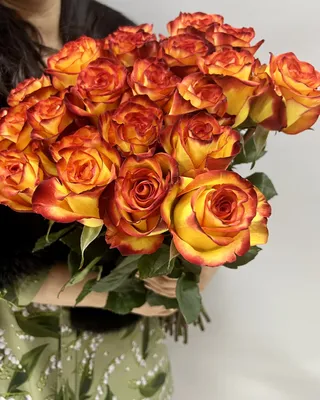 Фотка розы хай меджик: выберите желаемый размер и формат