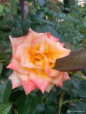 Фотография розы хай меджик: размеры и форматы на выбор