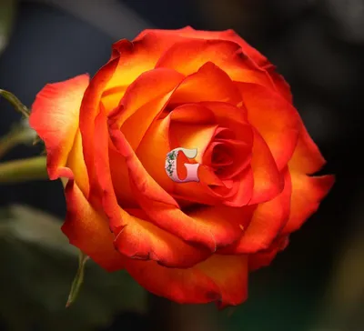 Изображение розы хай меджик: доступные форматы и размеры