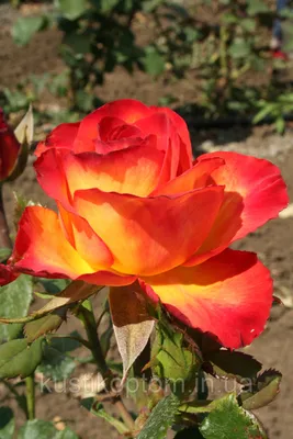 Красивая фотка розы хай меджик: выберите размер и формат