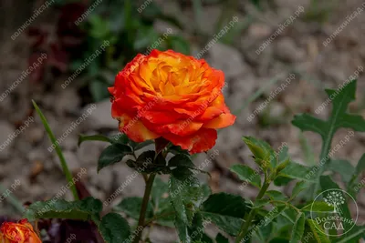 Изображение розы хай меджик в разных форматах: jpg, png, webp