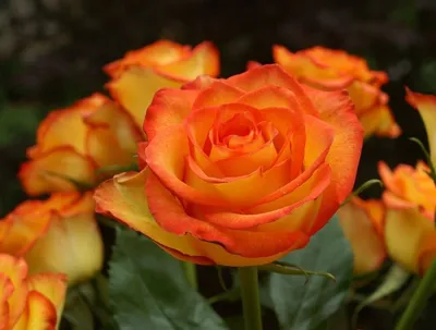 Фотка розы хай меджик: выберите размер и желаемый формат