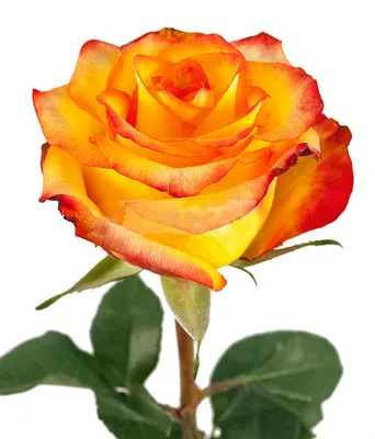 Роза хай меджик: выберите предпочитаемый формат изображения
