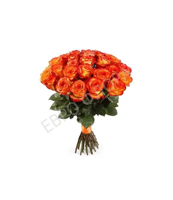 Изображение розы хай меджик: доступные форматы и размеры фото