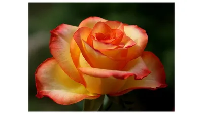 Роза хай меджик: доступные размеры и форматы для изображения