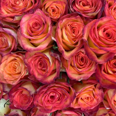 Изображение розы хай меджик в различных форматах: jpg, png, webp
