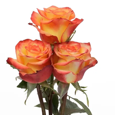 Фото розы хай меджик: выберите формат для скачивания