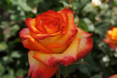 Изображение розы хай меджик: скачайте в jpg, png, webp