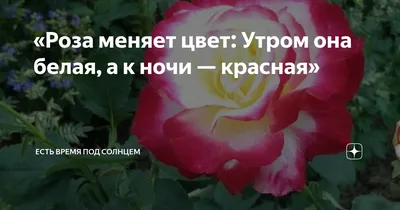 Фото розы хамелеона: превосходное сочетание цветов в каждом кадре