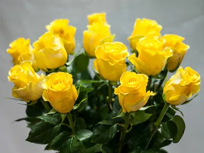 Роза хаммер: красивое фото в формате jpg